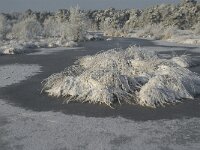 NL, Noord-Brabant, Alphen-Chaam, Goudberg 9, Saxifraga-Jan van der Straaten