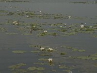 NL, Noord-Brabant, Cranendonck, Ringselven 5, Saxifraga-Jan van der Straaten