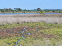 NL, Noord-Brabant, Heeze-Leende, Waschven in Strabrechtse Heide 1, Saxifraga-Tom Heijnen