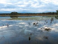 NL, Noord-Brabant, Oirschot, Withollandven in Landschotse Heide 7, Saxifraga-Tom Heijnen