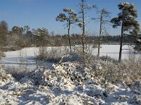 NL, Noord-Brabant, Oisterwijk, Voorste Goorven 13, Saxifraga-Jan van der Straaten