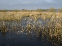 NL, Noord-Brabant, Someren, Beuven 31, Saxifraga-Jan van der Straaten
