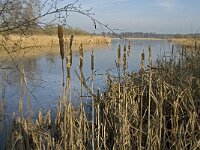 NL, Noord-Brabant, Valkenswaard, Grevenschutsven 8, Saxifraga-Marijke Verhagen