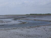 NL, Friesland, Ameland, Dantziggat 9, Saxifraga-Hans Boll