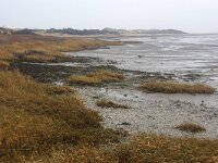 NL, Friesland, Ameland, Het Oerd Blinkert 1, Saxifraga-Sytske Dijksen