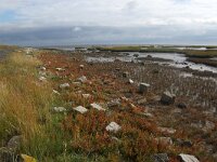 NL, Friesland, Terschelling, Waddendike 1, Saxifraga-Sytske Dijksen