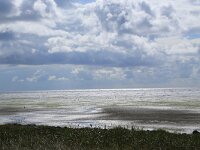 NL, Friesland, Vlieland, Wad 5, Saxifraga-Hans Boll