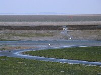 NL, Noord-Holland, Texel, De Cocksdorp 61, Saxifraga-Foto Fitis-Sytske Dijksen
