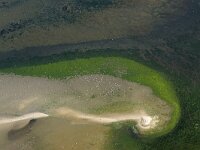 NL, Noord-Holland, Texel, Kwelder De Volharding 29, Saxifraga-Foto Fitis-Sytske Dijksen