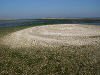 NL, Noord-Holland, Texel, Kwelder De Volharding 30, Saxifraga-Foto Fitis-Sytske Dijksen