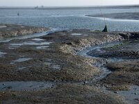 NL, Noord-Holland, Texel, Kwelder De Volharding 31, Saxifraga-Foto Fitis-Sytske Dijksen