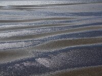 NL, Noord-Holland, Texel, Mokbaai 30, Saxifraga-Foto Fitis-Sytske Dijksen