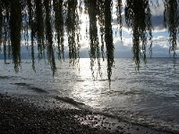 NMK, Ohrid, Pestani 14, Saxifraga-Foto Fitis-Sytske Dijksen