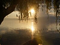 NMK, Ohrid, Pestani 7, Saxifraga-Foto Fitis-Sytske Dijksen