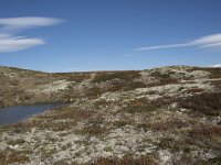 N, Buskerud, Hol, Fagerheim 3, Saxifraga-Willem van Kruijsbergen