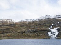 N, Buskerud, Hol, Hovet 9, Saxifraga-Willem van Kruijsbergen