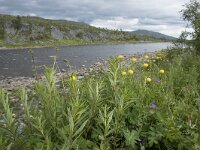 N, Finnmark, Hammerfest, Kvalsund 5, Saxifraga-Willem van Kruijsbergen