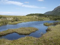 N, Nordland, Vagan, Hellhaugen 3, Saxifraga-Willem van Kruijsbergen