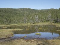 N, Troms, Senja, Anderdalen Nat Park 32, Saxifraga-Willem van Kruijsbergen