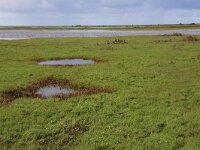 NL, Groningen, De Marne, De Rug 27, Saxifraga-Hans Boll