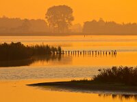 orange glow zuidlaardermeer  orange glow during sunrise over lake zuidlaardermeer : Netherlands, Zuidlaardermeer, autumn, biotoop, bird, birds, dusk, dutch, europa, europe, european, europese, fall, fog, gloed, glow, haze, herfst, herfstkleur, holland, lake, landscape, landschap, lucht, meer, mist, natura 2000, natural, nature, nature conservation, nature reserve, natuur, natuurbehoud, natuurlijk, natuurlijke, natuurreservaat, nederland, nederlands, nevel, omgeving, onnerpolder, oostpolder, orange, oranje, reed, riet, rudmer zwerver, schemering, sky, sunrise, uitzicht, vogel, vogels, water, wetland, zonsopgang