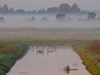 swans sunrise  Swans in a canal during sunrise in a misty landscape : Netherlands, Zuidlaardermeer, autumn, biotoop, bird, birds, dusk, dutch, europa, europe, european, europese, fall, fog, gloed, glow, haze, herfst, herfstkleur, holland, lake, landscape, landschap, lucht, meer, mist, natura 2000, natural, nature, nature conservation, nature reserve, natuur, natuurbehoud, natuurlijk, natuurlijke, natuurreservaat, nederland, nederlands, nevel, omgeving, onnerpolder, oostpolder, orange, reed, riet, rudmer zwerver, schemering, sky, sunrise, uitzicht, vogel, vogels, water, wetland, zonsopgang