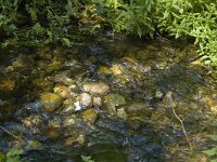NL, Limburg, Weert, De IJzeren Man 30, Saxifraga-Marijke Verhagen