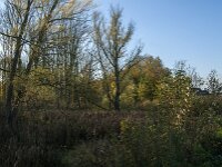 NL, Noord-Brabant, Altena, Boomgat 3, Saxifraga-Jan van der Straaten
