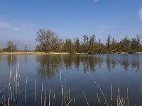 Landscape of Biesbosch National Park, Netherlands  Landscape of Biesbosch National Park, Netherlands : Biesbosch, creek, Dutch, Holland, landscape, marsh, national park, natural, nature, Netherlands, North Brabant, NP, reflection, rural landscape, swamp, tree, trees, water, wetland, willow, winter, wintertime
