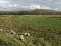 NL, Noord-Brabant, Heusden, Zeedijk 19, Saxifraga-Jan van der Straaten