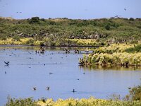 NL, Noord-Holland, Texel, Geulplas 1, Saxifraga-Foto Fitis-Sytske Dijksen