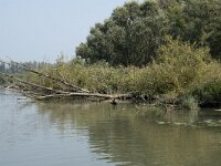NL, Zuid-Holland, Dordrecht, Helsloot 13, Saxifraga-Willem van Kruijsbergen
