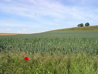 F, Haute-Marne, Faverolles 1, Saxifraga-Hans Dekker