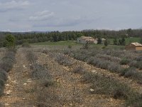 F, Vaucluse, Saint-Trinit 4, Saxifraga-Willem van Kruijsbergen Saxifraga-Hans Dekker