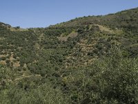 GR, Crete, Lasithi, Exo Mouliana 7, Saxifraga-Willem van Kruijsbergen