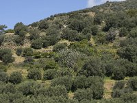 GR, Crete, Lasithi, Sfaka 1, Saxifraga-Willem van Kruijsbergen