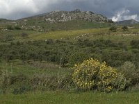 GR, Crete, Rethimnon, Agios Vasilios 2, Saxifraga-Jan van der Straaten