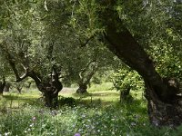 GR, Zakynthos, Zakynthos, Keri 1, Saxifraga-Theo Verstrael