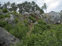 B, Namur, Viroinval, Fondry des Chiens 21, Saxifraga-Willem van Kruijsbergen