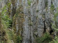 B, Namur, Viroinval, Fondry des Chiens 22, Saxifraga-Willem van Kruijsbergen