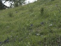 B, Namur, Viroinval, Fondry des Chiens 27, Saxifraga-Willem van Kruijsbergen