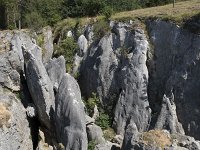 B, Namur, Viroinval, Fondry des Chiens 38, Saxifraga-Willem van Kruijsbergen