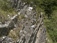 B, Namur, Viroinval, La Roche Trouee 2, Saxifraga-Willem van Kruijsbergen