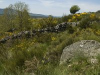 F, Lozere, Le Pont-de-Monvert, Felgerolles 14, Saxifraga-Marijke Verhagen