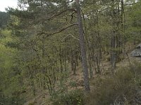 F, Nievre, Dun-les-Places, Roches du Chien 6, Saxifraga-Willem van Kruijsbergen