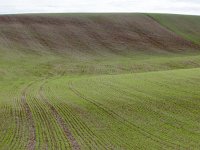 F, Pas-de-Calais, Escalles, Cap Blanc Nez 7, Saxifraga-Hans Dekker
