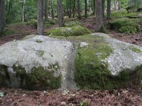 F, Seine et Marne, Barbizon, Foret de Fontainebleau 1, Saxifraga-Jan C. van der Straaten