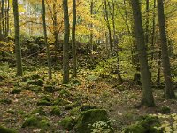 D, Rheinland-Pfalz, Gerolstein, Rockskyll 28, Saxifraga-Willem van Kruijsbergen