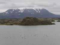 IS, Nordurland eystra, Nordurbing, Myvatn 4, Saxifraga-Peter Stein