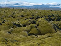 IS, Sudurland, Rangarbing ytra, Eldhraun 3, Saxifraga-Dick Hoogenboom.tif